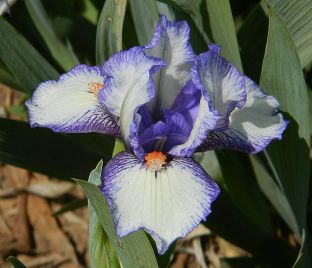 Ирис "Проспектус" (Iris Prospectus)