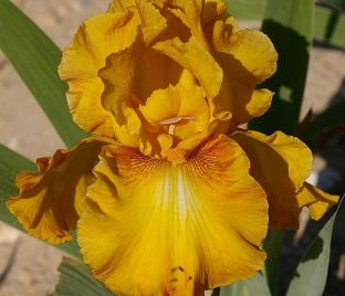 Ирис "Растик Сидр" (Iris Rustic Cedar)