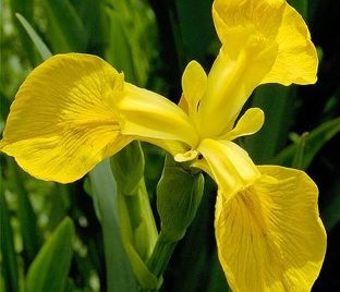 Ирис "Роял Еллоу" (Iris Royal Yellow)