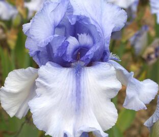Ирис "Соверен Кроун" (Iris Sovereign Crown)