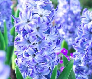 Гиацинт Аква (Hyacinthus Aqua)