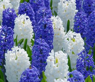 Гиацинт Блю Вотер Микс (Hyacinthus Blue Water Mix)