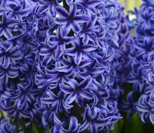 Гиацинт Блю Джекет (Hyacinthus Blue Jacket)