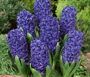 Гиацинт Блю Пёрл (Hyacinthus Blue Pearl)