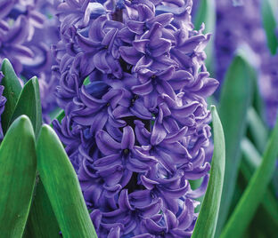 Гиацинт Блю Трофи (Hyacinthus Blue Trophy)