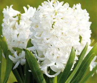 Гиацинт Вайт Пёрл (Hyacinthus White Pearl)