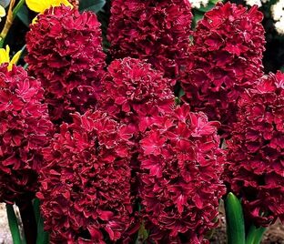 Гиацинт Вудсток (Hyacinthus Woodstock) — фото 1