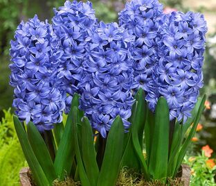 Гиацинт Дельфт Блю (Hyacinthus Delft Blue)