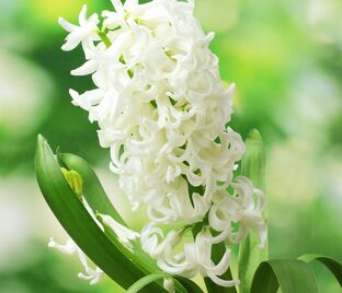 Гиацинт Карнеги (Hyacinthus Carnegie) — фото 1