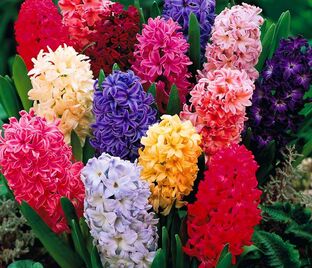 Гиацинт Микс (Hyacinthus Mix) — фото 1