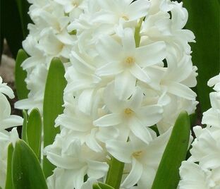 Гиацинт Мультифлора Вайт (Hyacinthus Multiflora White) — фото 1