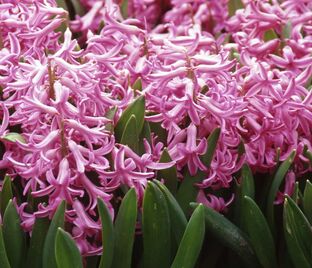 Гиацинт Мультифлора Пинк (Hyacinthus Multiflora Pink)