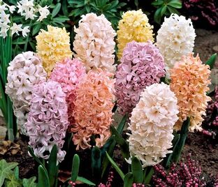 Гиацинт Пастель Микс (Hyacinthus Pastel Mix)