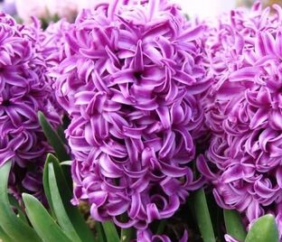 Гиацинт Пёрпл Сенсейшн (Hyacinthus Purple Sensation)