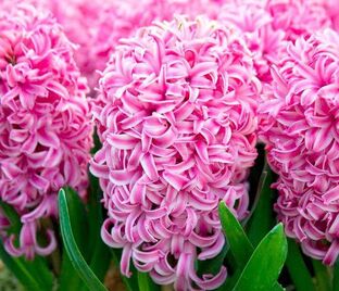 Гиацинт Пинк Пёрл (Hyacinthus Pink Pearl)
