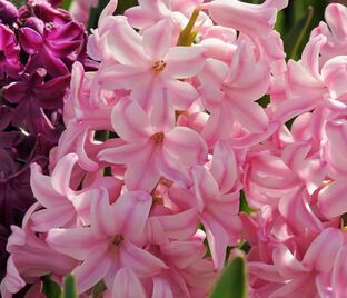 Гиацинт Пинк Сюрпрайз (Hyacinthus Pink Surprise) — фото 1