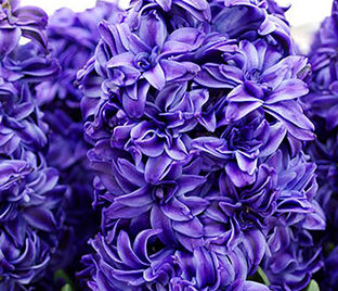 Гиацинт Ройял Нэви (Hyacinthus Royal Navy) — фото 1