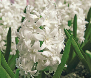 Гиацинт Сноу Кристал (Hyacinthus Snow Crystal) — фото 1