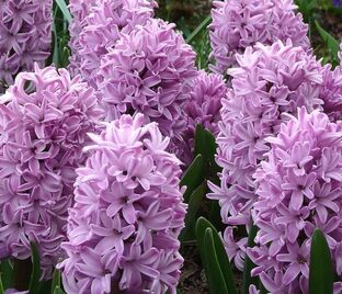 Гиацинт Сплендид Корнелия (Hyacinthus Splendid Cornelia)