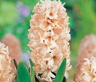 Гиацинт Эприкот Пэшн (Hyacinthus Apricot Passion)