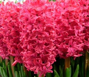 Гиацинт Ян Бос (Hyacinthus Jan Bos) — фото 1