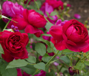 Роза Darcey Bussell (Дарси Бассел) — фото 1