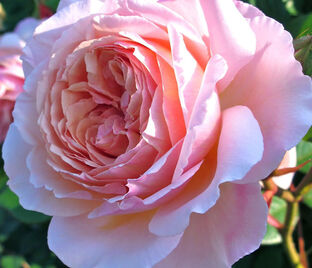 Роза A Shropshire Lad (Э Шропшие Лэд) — фото 1