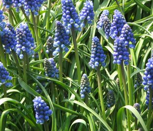 Мускари армянский / muscari armeniacum — фото 1