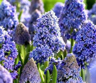 Мускари армянский Фэнтези Криэйшн / muscari armeniacum Fantasy Creation — фото 1