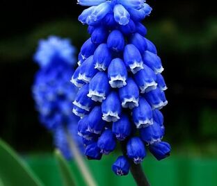 Мускари армянский Найт Айз / muscari armeniacum Night Eyes — фото 1