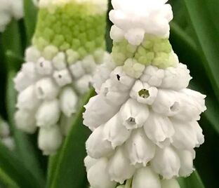 Мускари армянский Сайбириан Тайгер / muscari armeniacum Siberian Tiger — фото 1