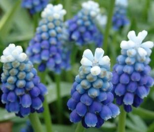 Мускари армянский Тач оф Сноу / muscari armeniacum Touch of Snow