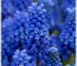 Мускари оше Блю Мэджик / muscari aucheri Blue Magic — фото 1