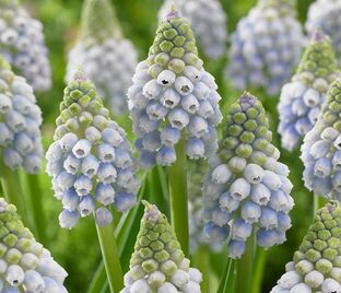 Мускари оше Оушен Мэджик / muscari aucheri Ocean Magic