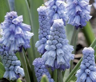 Мускари лазоревый / muscari azureum — фото 1