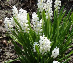 Мускари гроздевидный белый / muscari botryoides Album