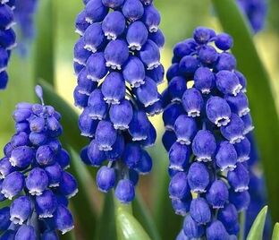 Мускари гроздевидный Суперстар / muscari botryoides Superstar — фото 1