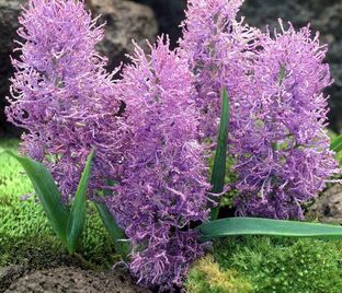 Мускари хохлатый Плюмозум / muscari comosum Plumosum — фото 1