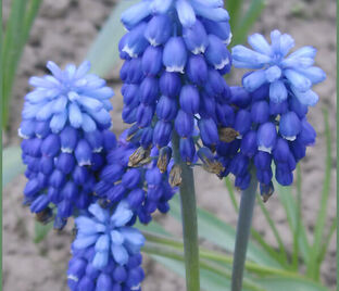 Мускари Леди Блю / muscari Lady Blue — фото 1