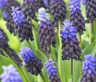 Мускари широколистный / muscari latifolium