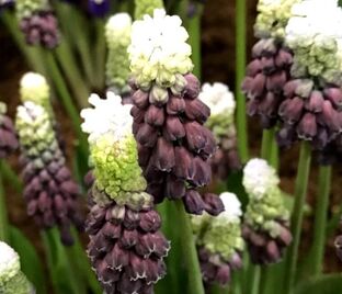 Мускари широколистный Грейп Айс / muscari latifolium Grape Ice