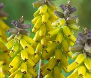 Мускари крупноплодный Голден Фрагранс / muscari macrocarpum Golden Fragrance — фото 1