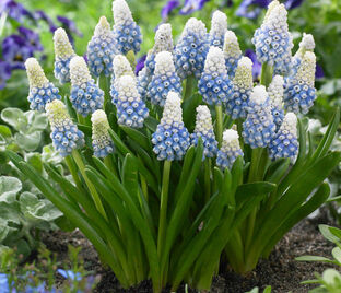 Мускари Смесь / muscari Mix — фото 1