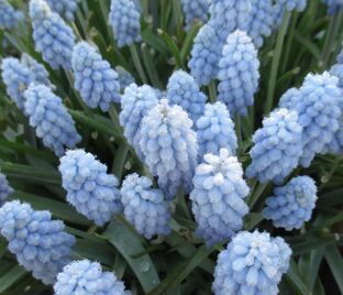 Мускари Валери Финнис / muscari Valerie Finnis — фото 1