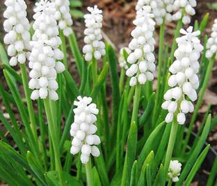 Мускари Белый / muscari White — фото 1