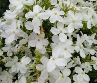 Флокс метельчатый Белая Сирень