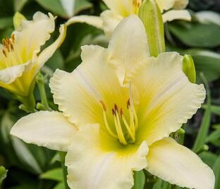 Лилейник EveryDaylily Cream / ЭвериДейлили Крим — фото 1