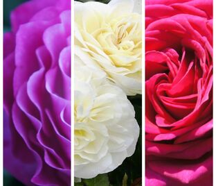 Роза штамбовая трехсортовая Wild Blue Younder / Ledi Romantic / Big Purple — фото 1