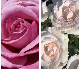 Роза штамбовая двухсортовая Fragrant Plum / Aspirin Rose