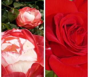 Роза штамбовая двухсортовая Nostalgie / Allotria